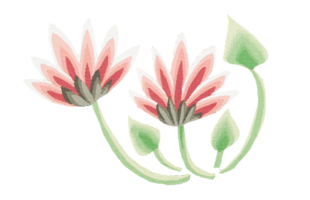 Dom-Robert-Nenuphar